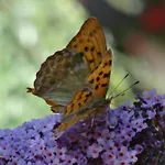 La Culla Di Bacco 4*