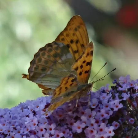 La Culla Di Bacco 4*