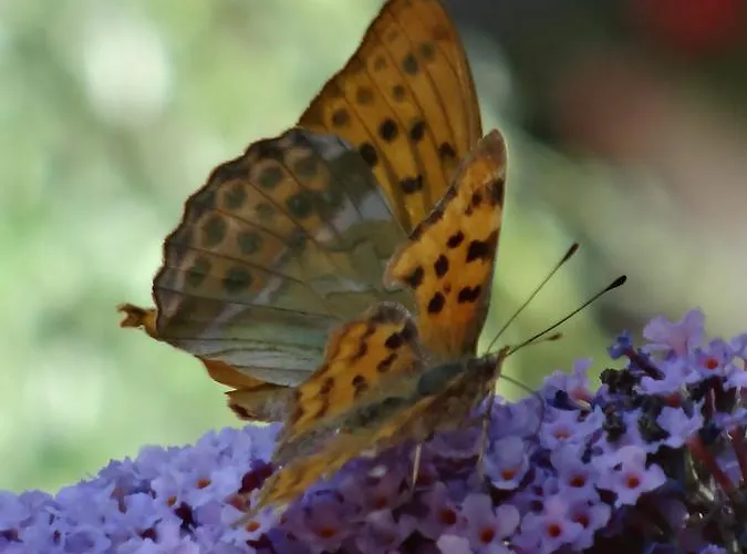 La Culla Di Bacco 4*